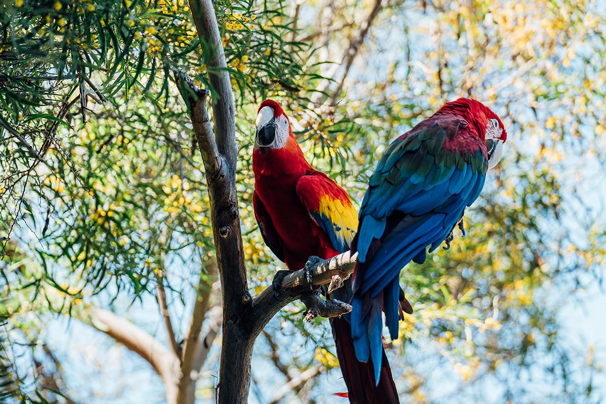 Two parrots on sitting on a tree branch