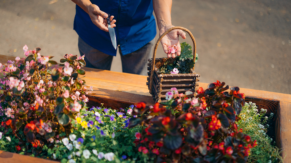 Cutting Flowers