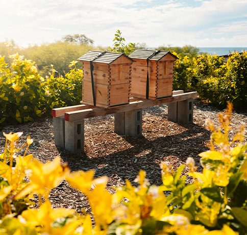 MAUNA KEA RESORT HONEY