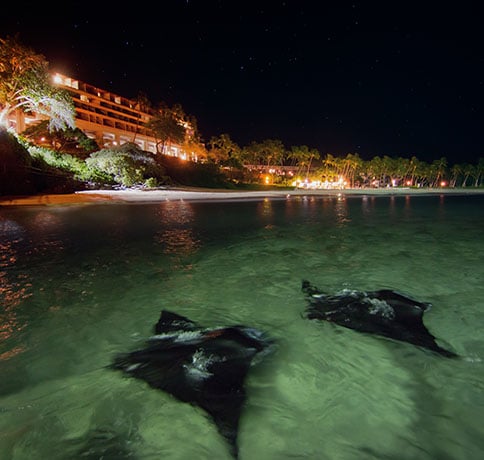 MANTA RAYS