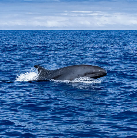 False Killer Orca Whale