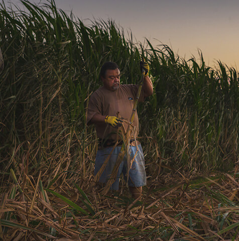 Man in fields