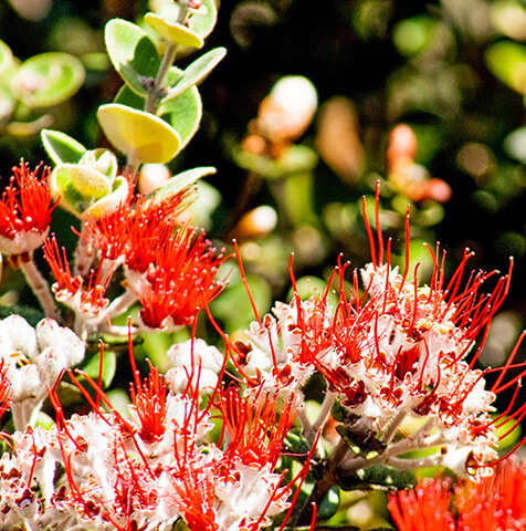 Pu'u Huluhulu Flower