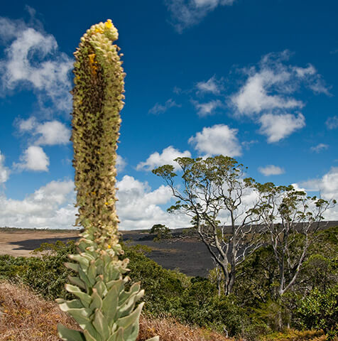 Pu'u Huluhulu