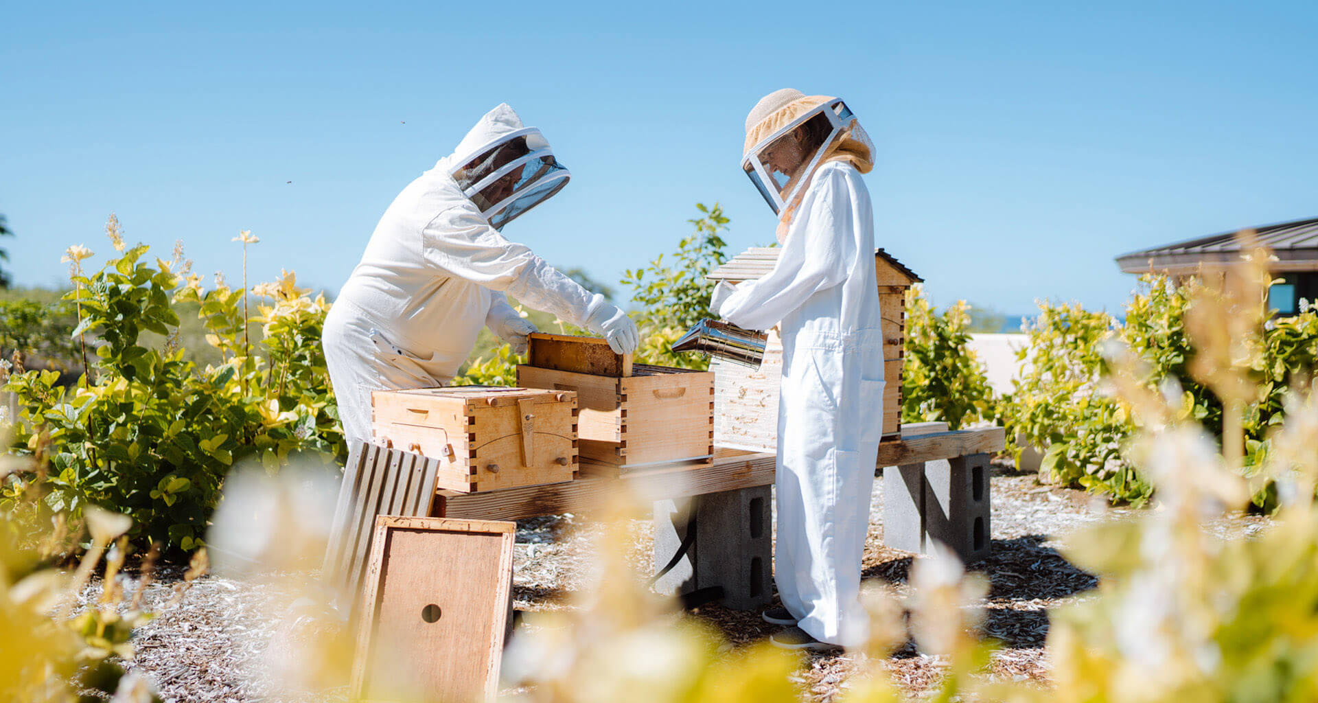 Workers in full protective gear handling honeycomb from hives