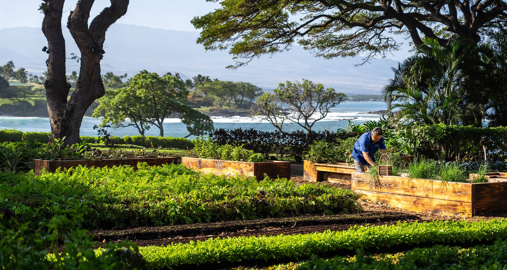 Ulu Garden with wooden planting boxes and neat rows of plants