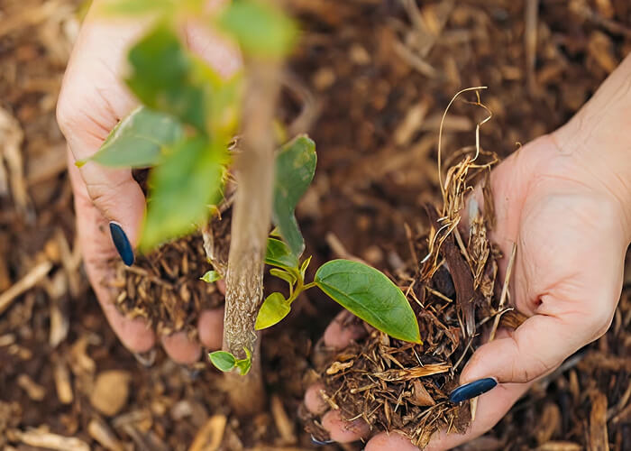 Person planting a seedling