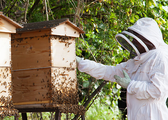 Beekeeper in full protective gear looking at an active hive